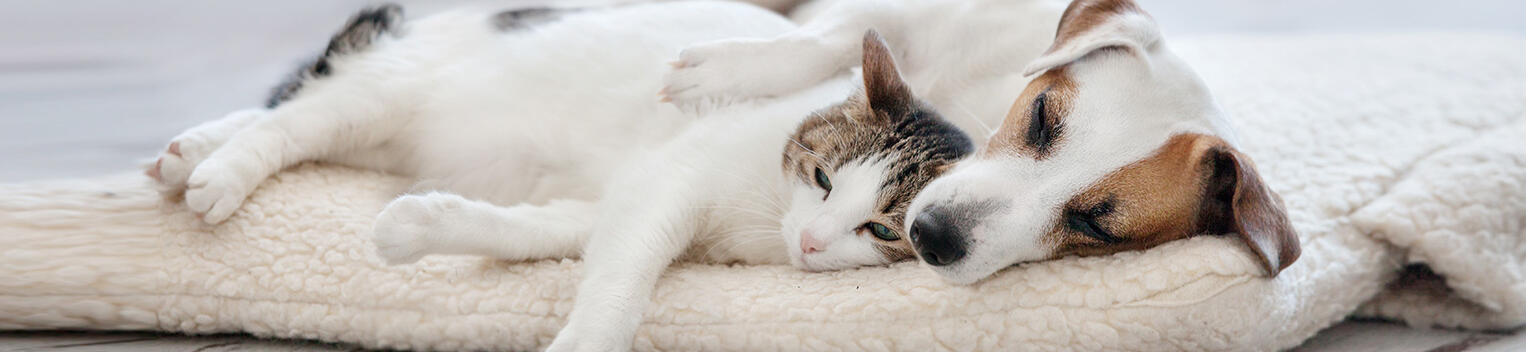 27 siegemund rot hunde katzen versicherung